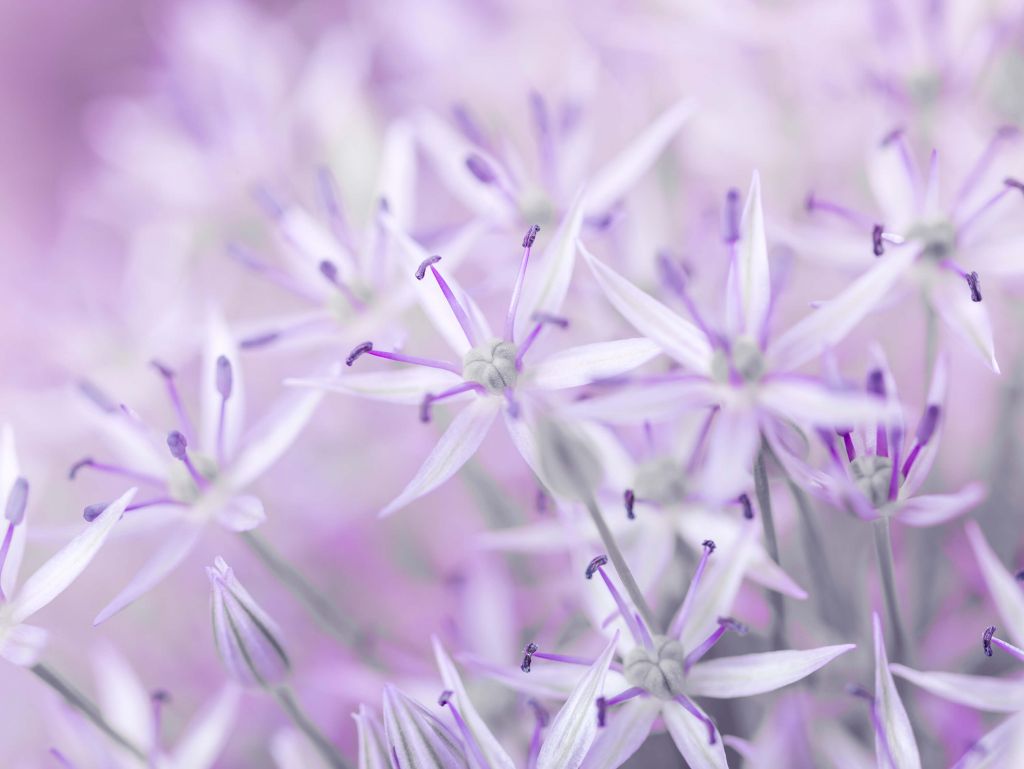 Nahaufnahme Allium-Blüten