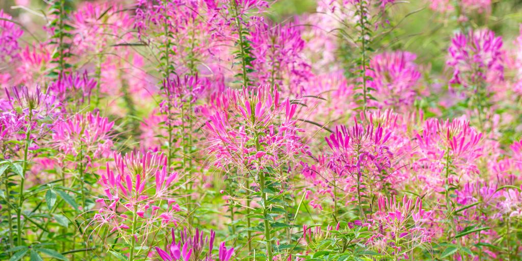 Cleome-Blüten