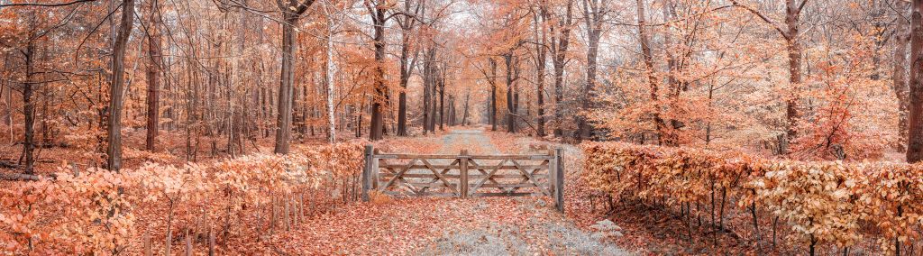 Passage zum Herbstwald