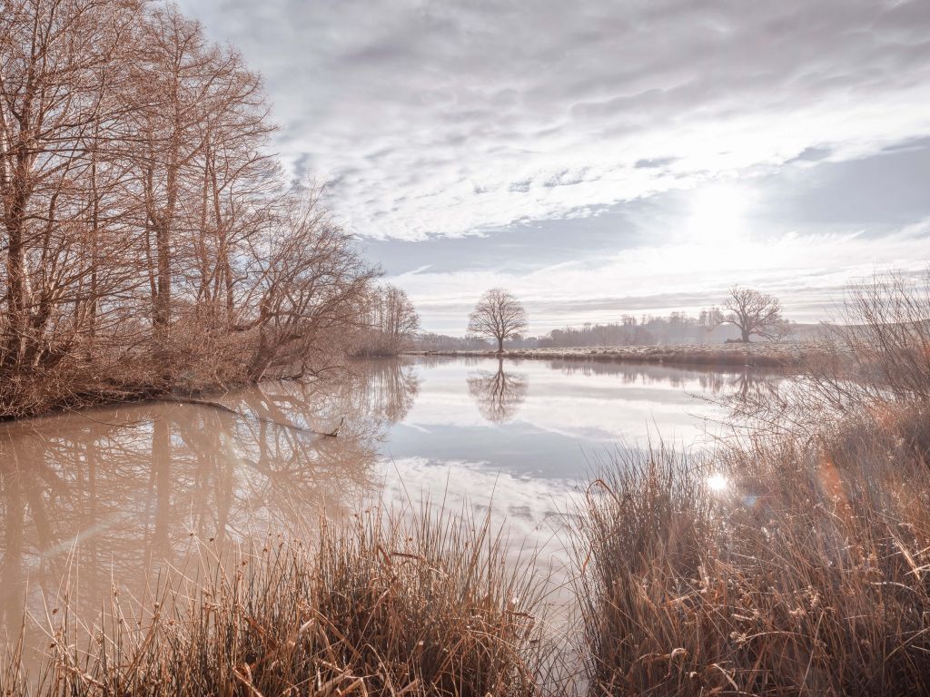 Teich im Wald