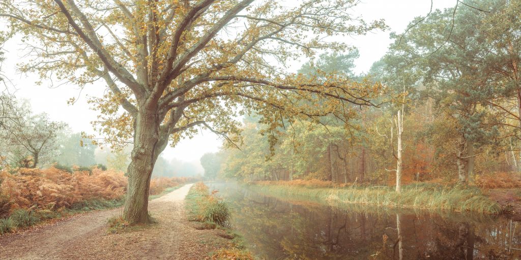 See im Herbstwald