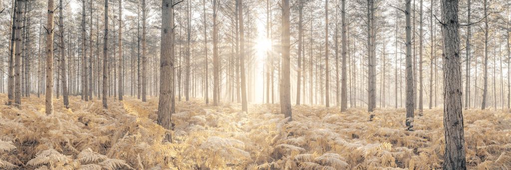 Sonnenstrahlen im kalten Wald