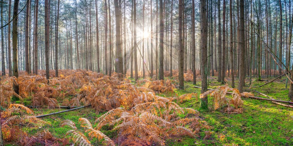 Wald bei Sonnenaufgang