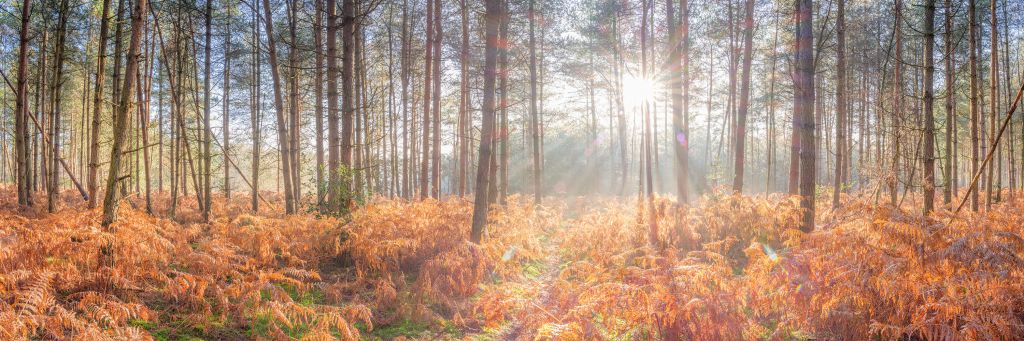 Sonnenstrahlen durch den Wald