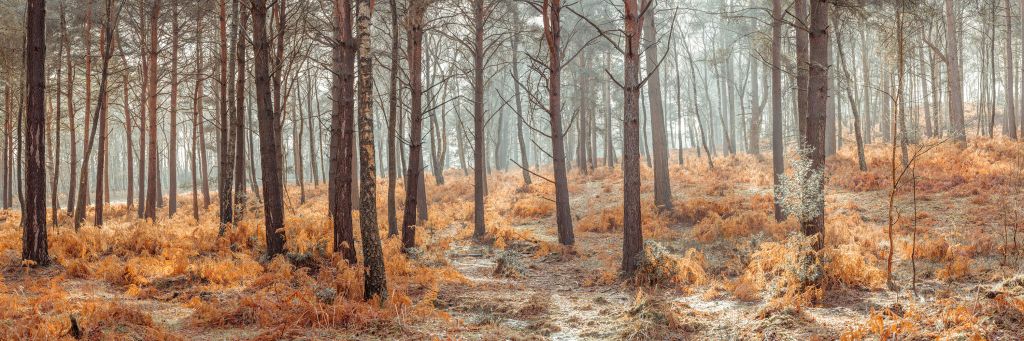 Wald im Herbst