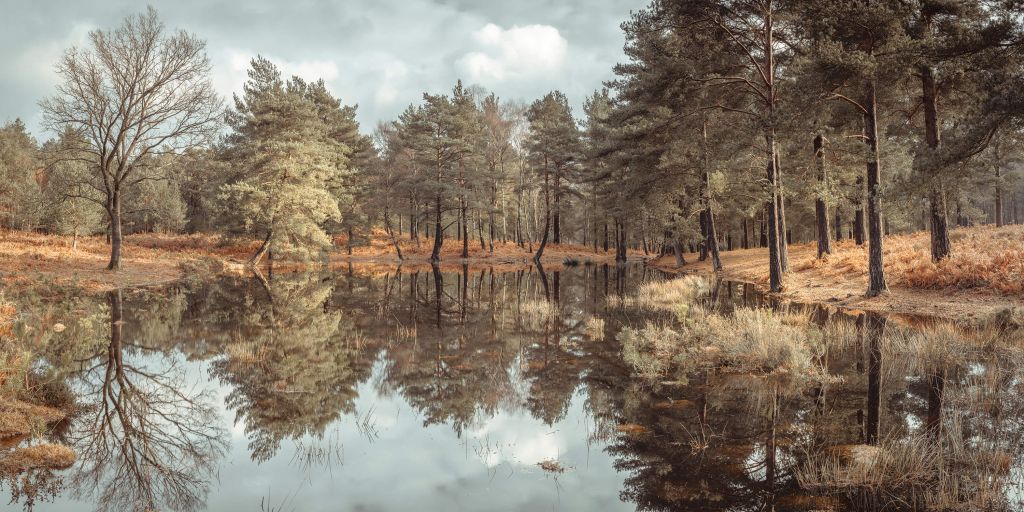 Bäume neben einem See