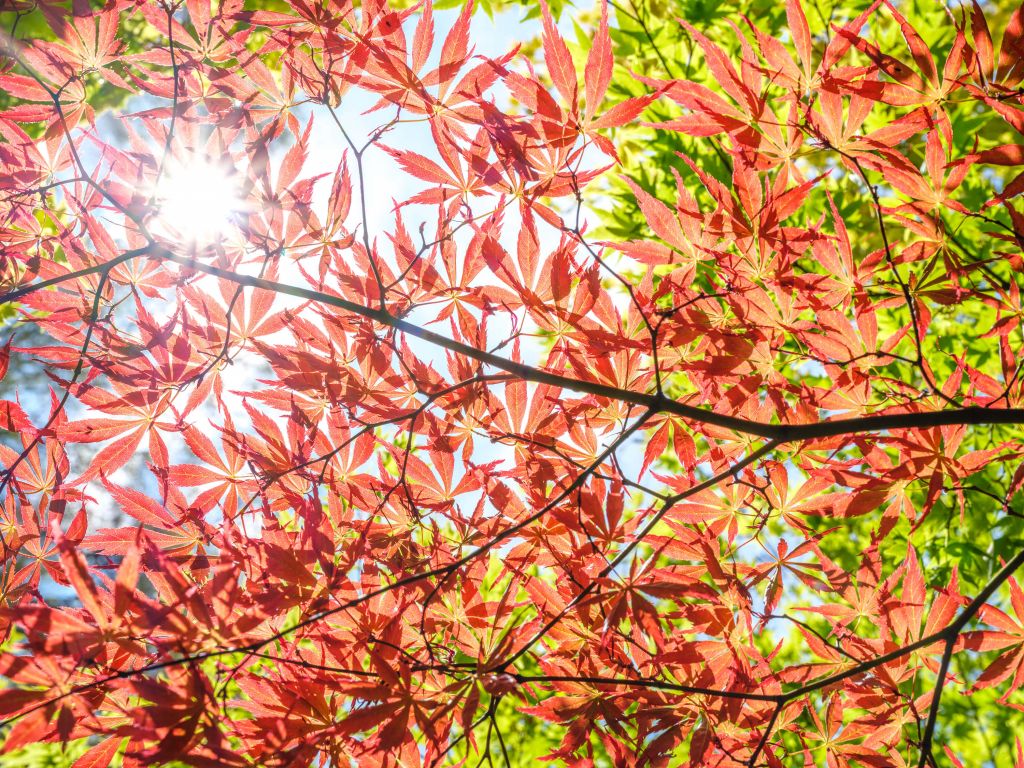 Rote Herbstblätter