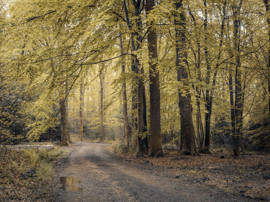 Pfad durch grünen Wald