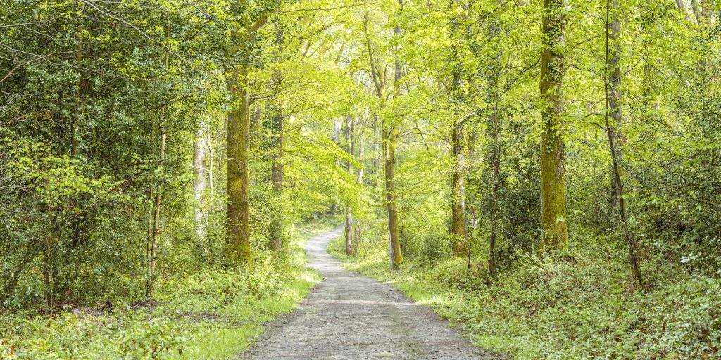 der grüne Wald