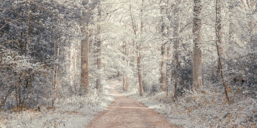 Ein Weg durch einen grünen Wald