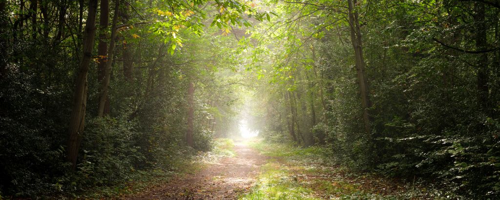 Pfad durch nebligen Wald