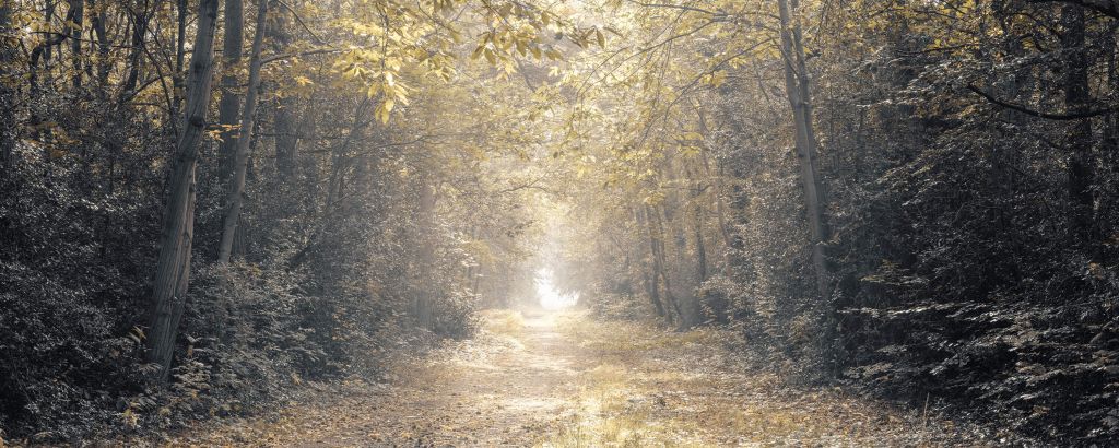 Pfad durch einen verlassenen Wald