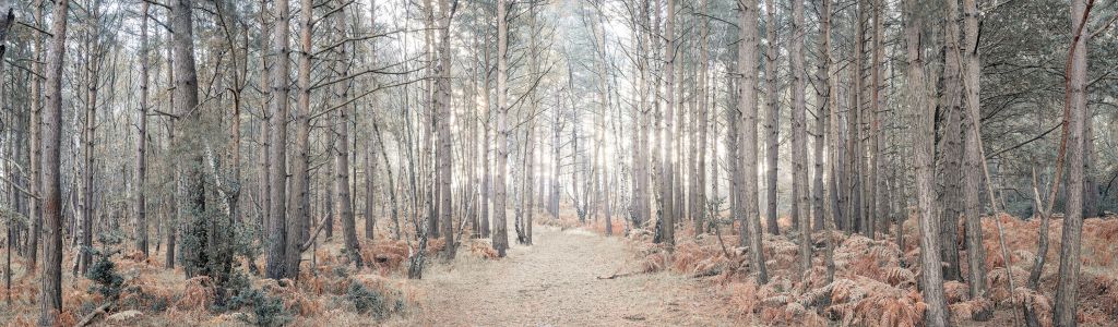 Sandweg durch den Wald