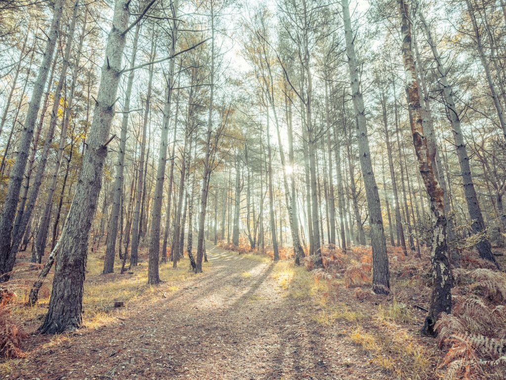 Pfad durch den sonnigen Wald