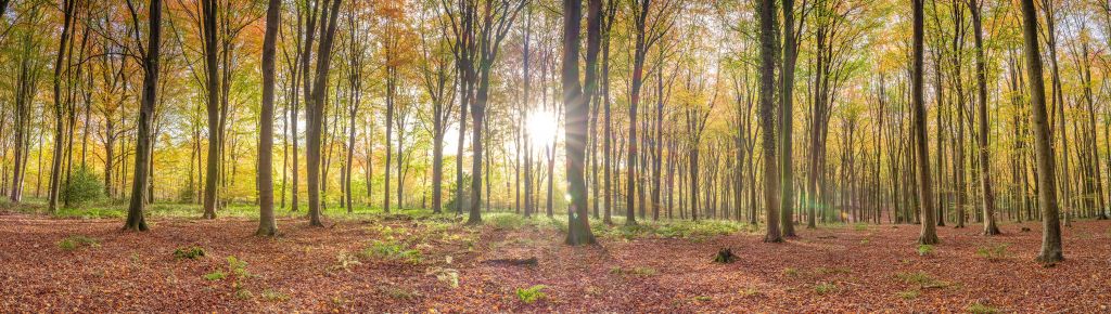 Sonnenlicht durch den Herbstwald