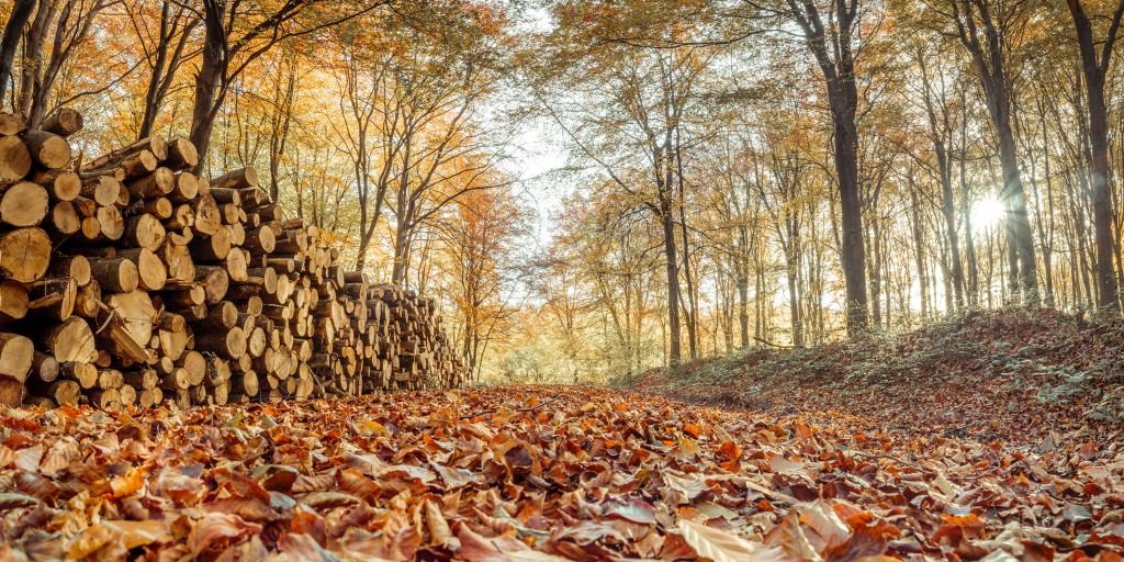 Baumstämme im Herbstwald