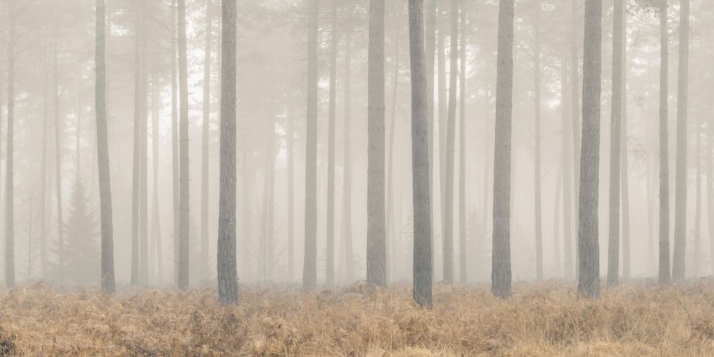 Nebliger geheimnisvoller Wald