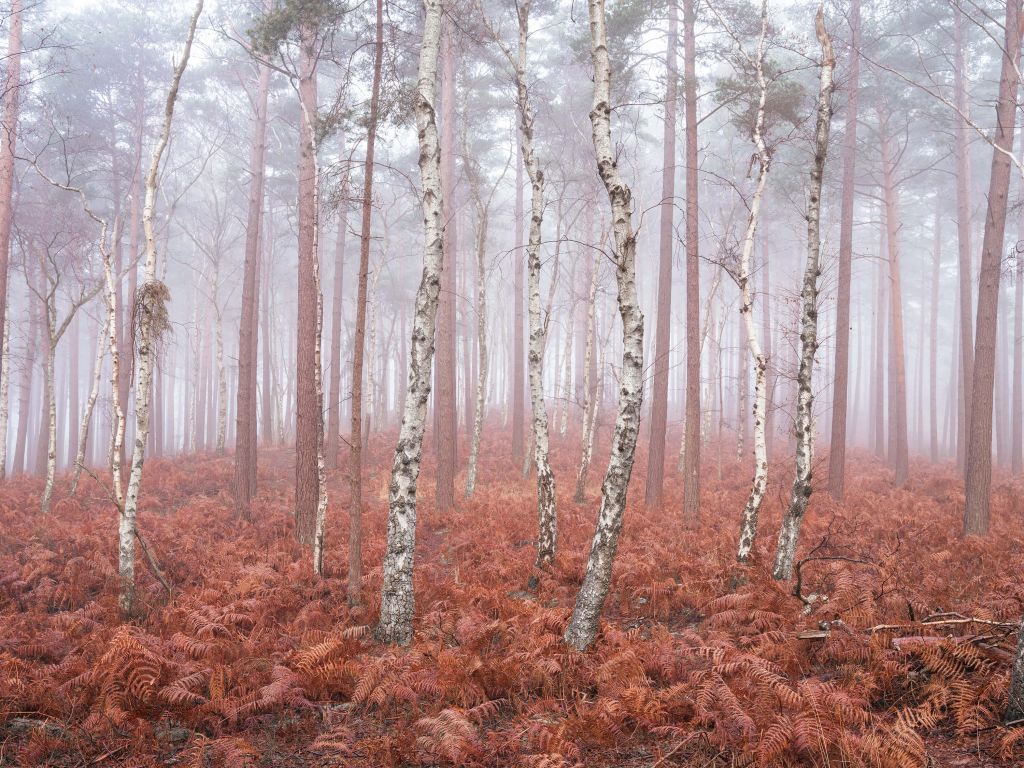 Verlassener nebliger Wald