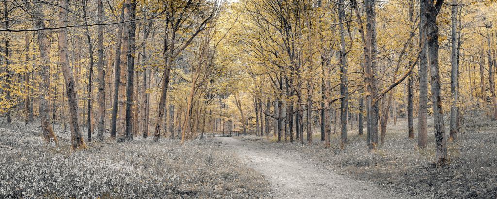 Waldweg im Herbst