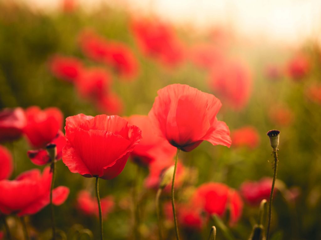 Mohnblumen bei Sonnenaufgang