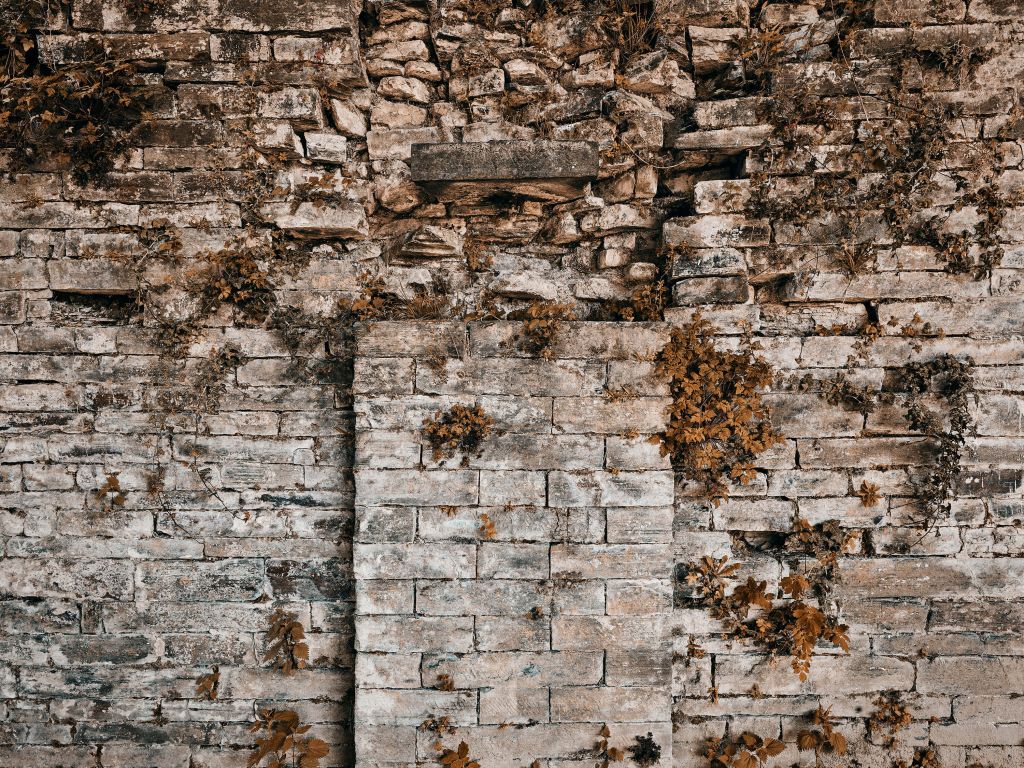 Begrünte Mauer im Herbst