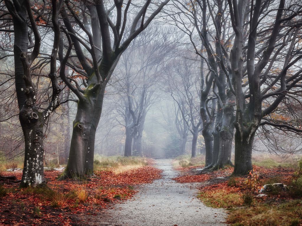 Bäume im Wald