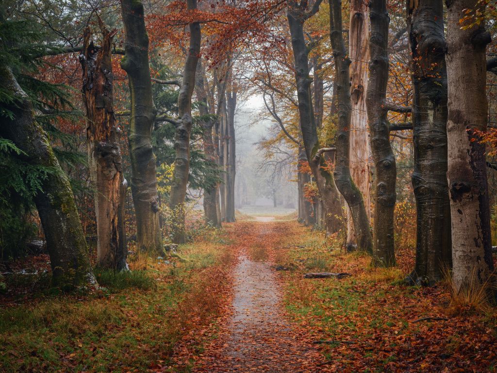 Waldweg mit alten Bäumen