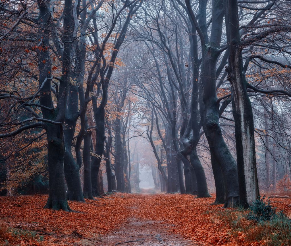 Waldweg mit Blättern