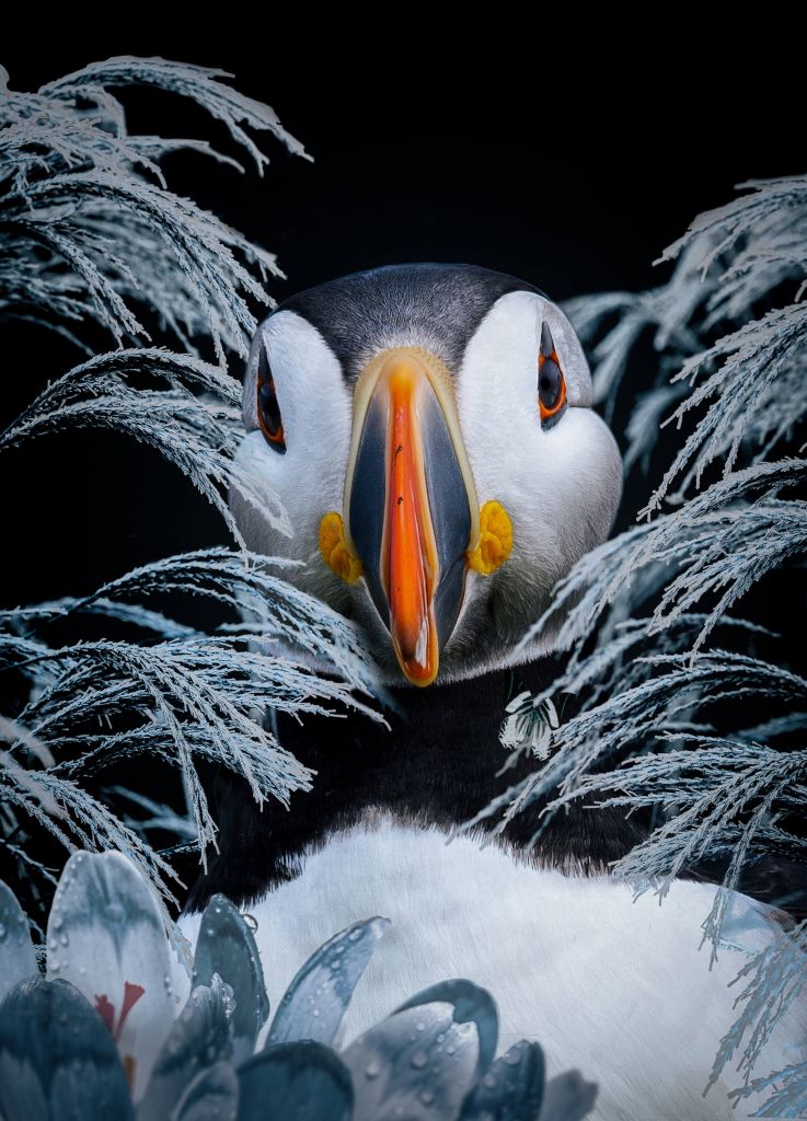 Atlantic Puffins Porträt