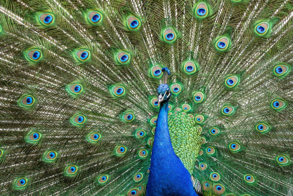 Pfau mit ausgebreiteten Federn