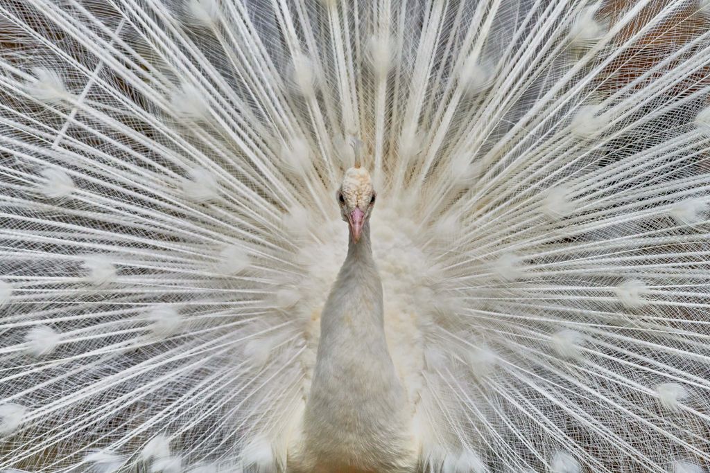 Weißer Pfau