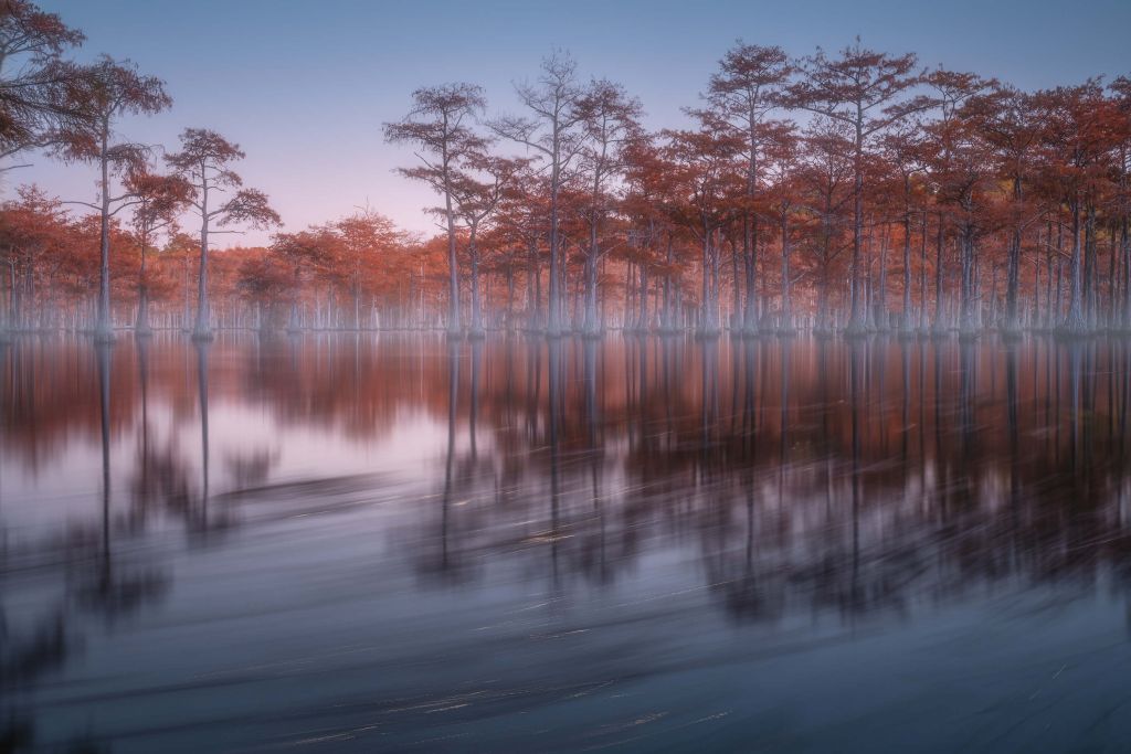 Evening cypresses