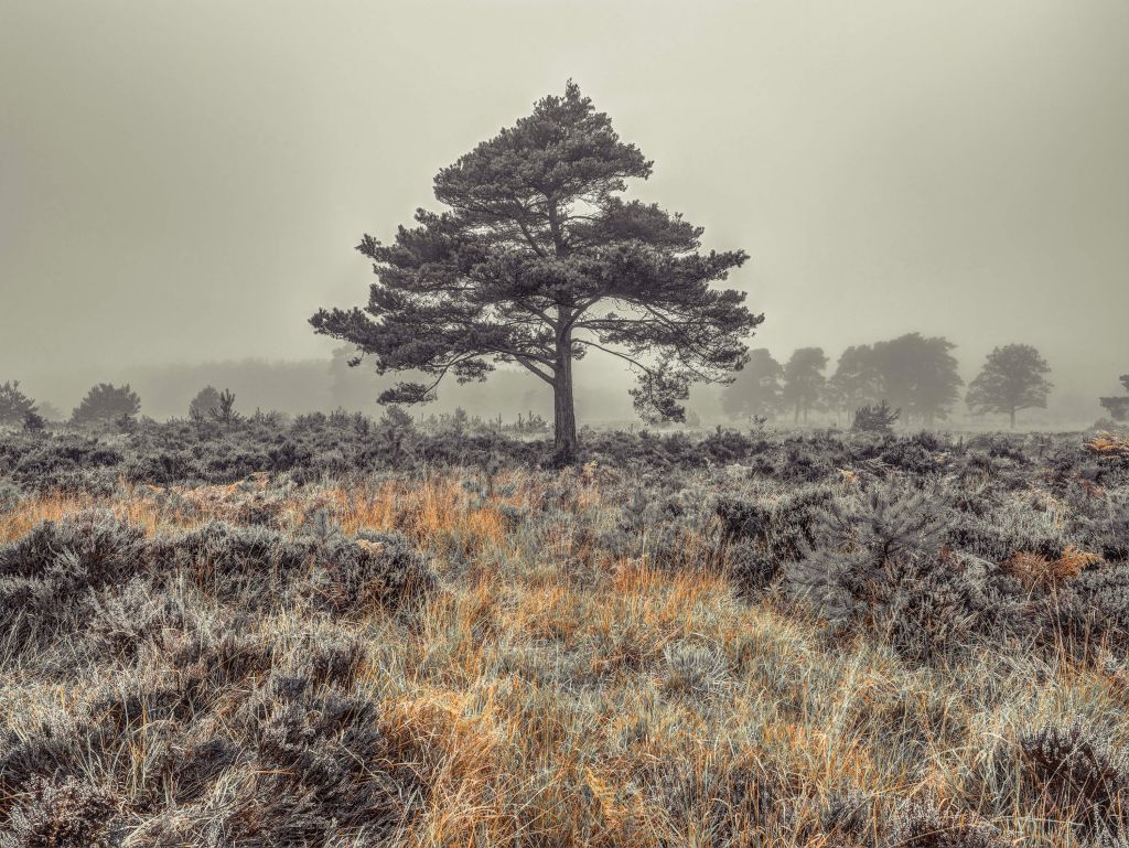 Baum auf dem Lande