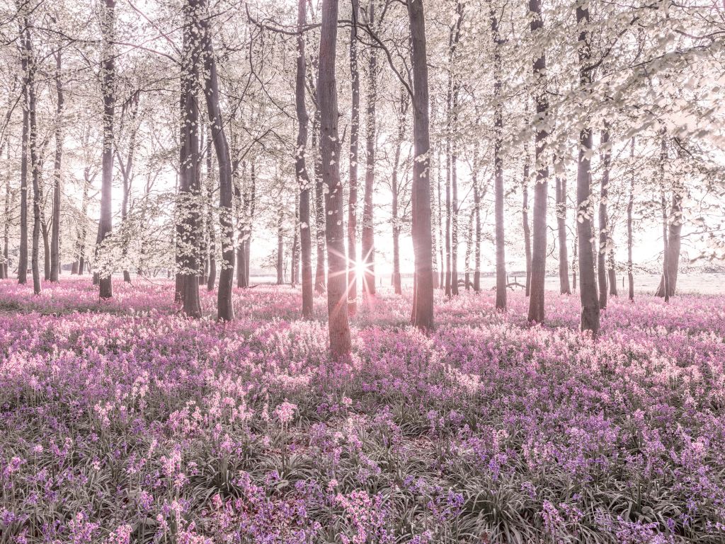 Wald im Frühling