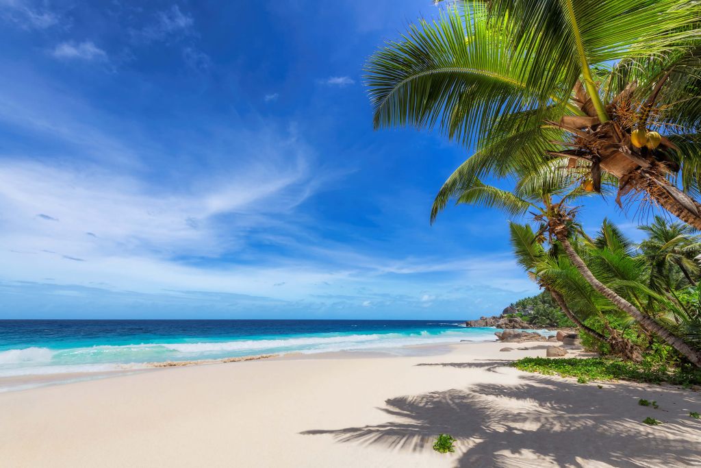 Tropischer Strand mit Palme