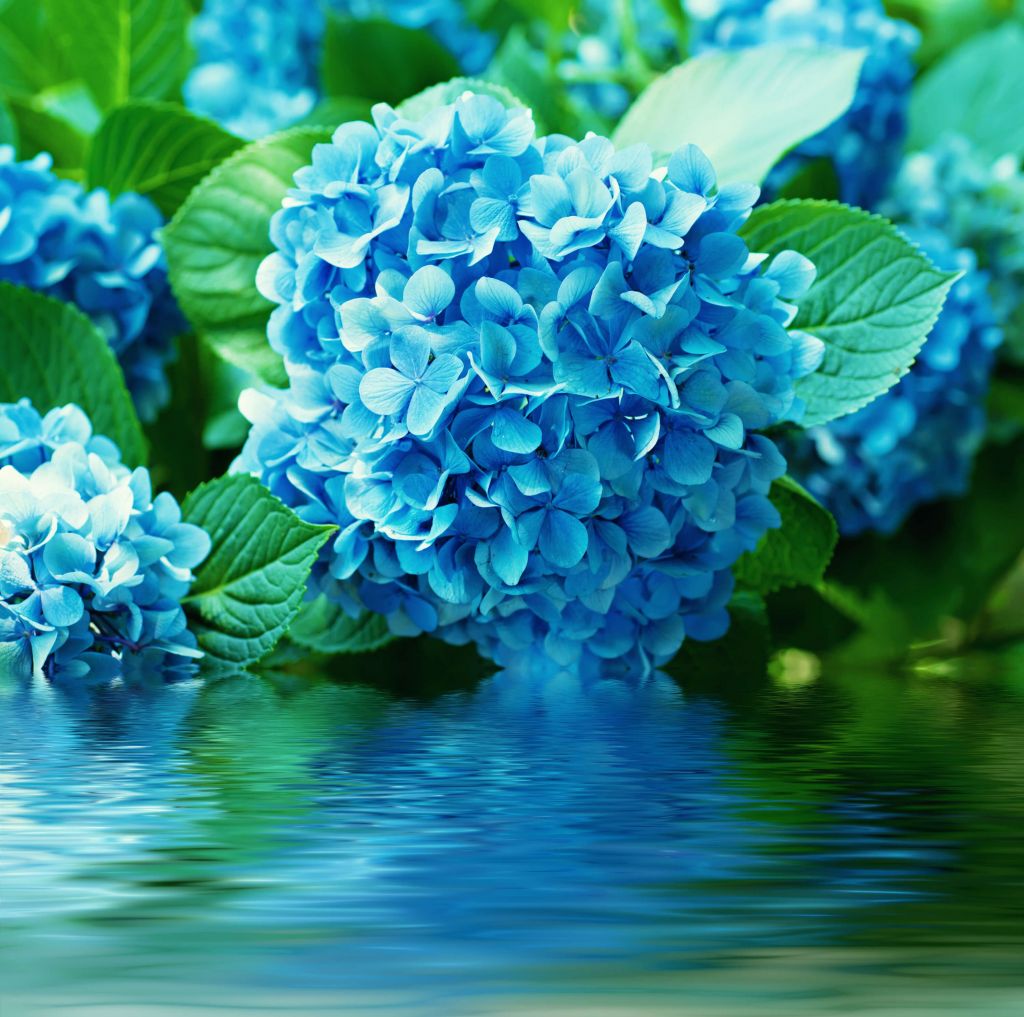 Hortensie im Wasser