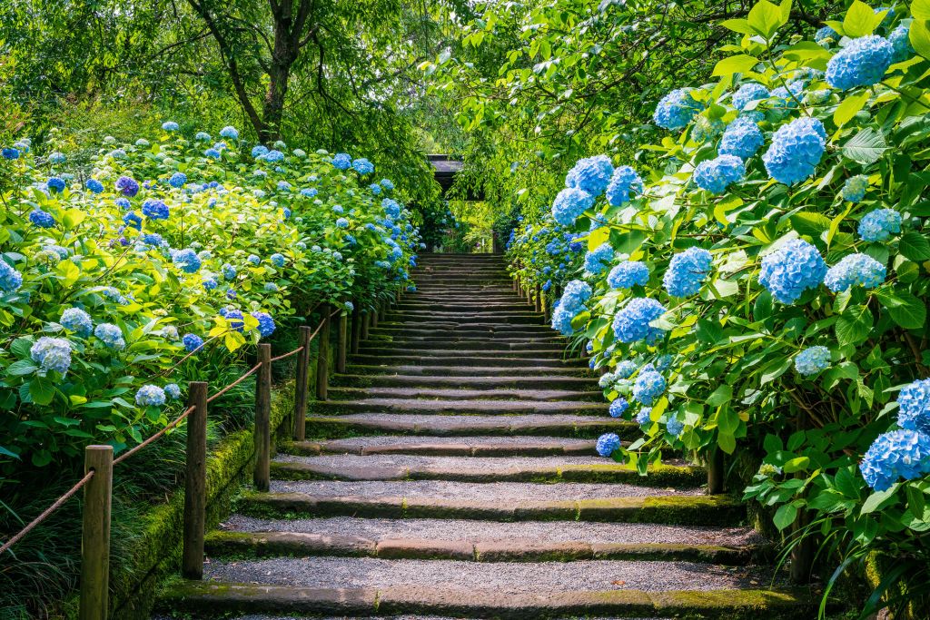 Treppe zwischen Hortensien