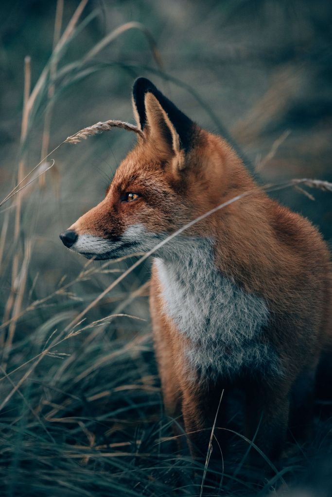 Fuchs in den Dünen