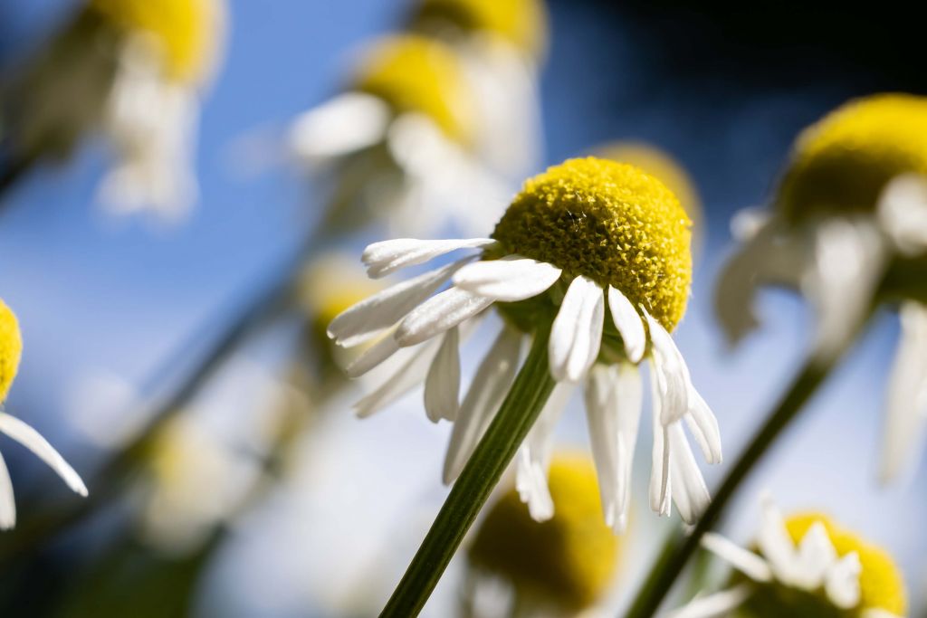 Kamillenblüten