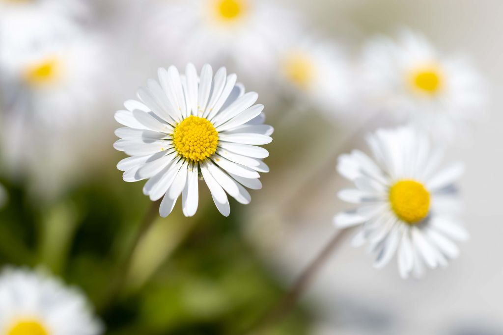 Gänseblümchen zwischen dem Pflaster