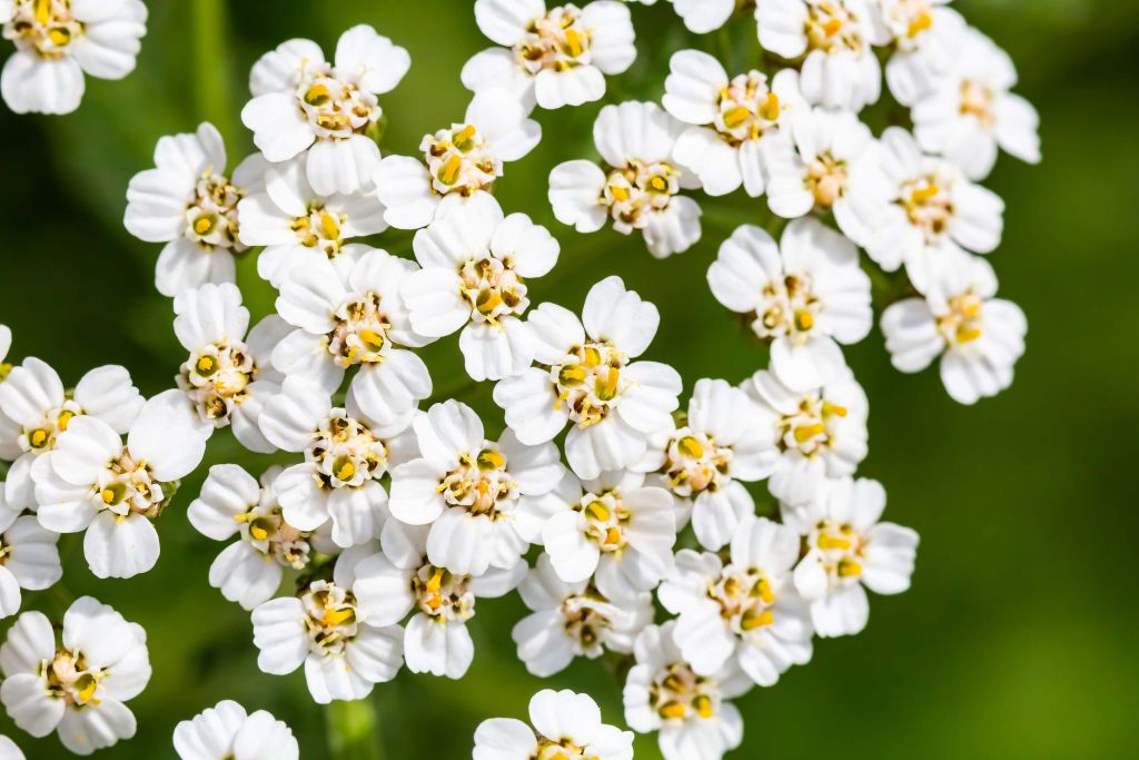 Kleine weiße Blüten