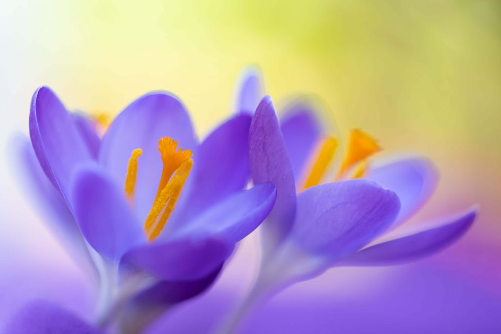 Violette Krokusse mit einem Hauch von Grün