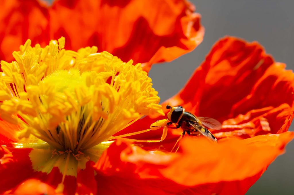 Roter Mohn mit einer Schwebfliege