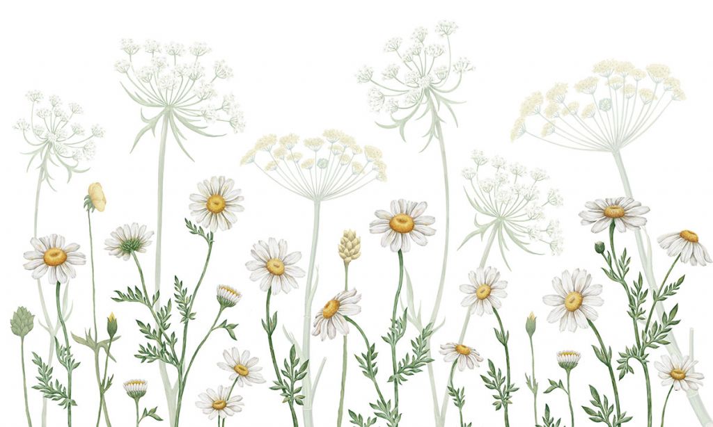 Dazzling Daisies - White