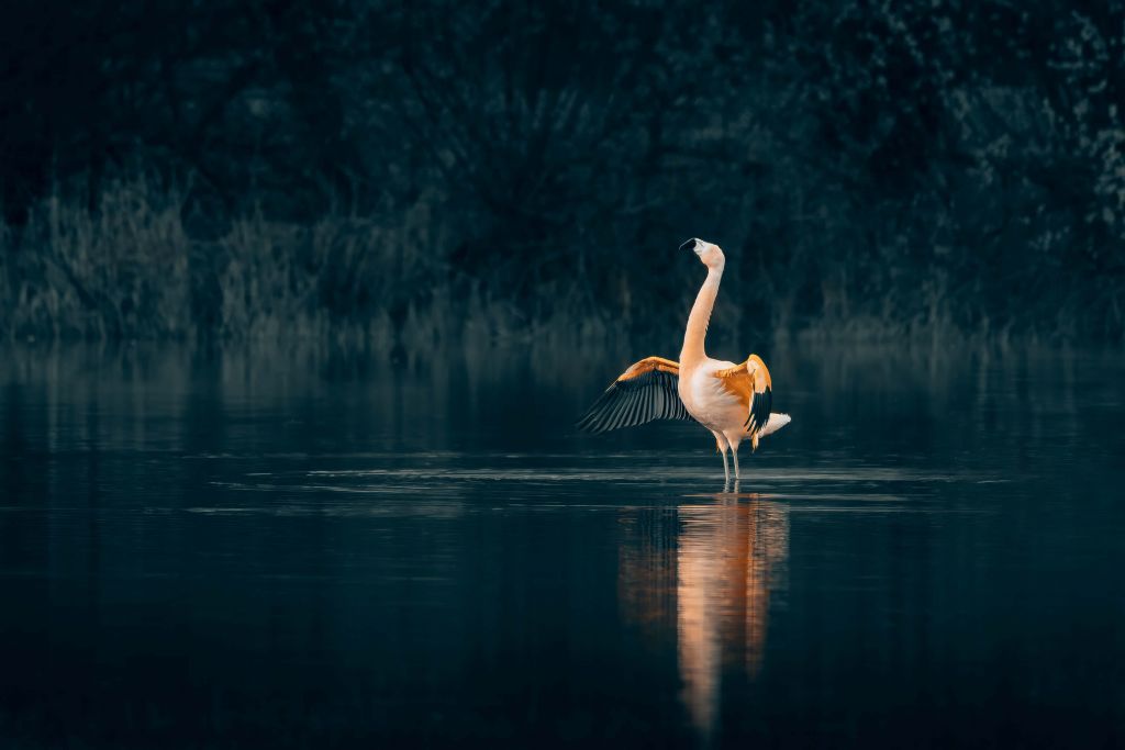 Flamingo in verlassenem See