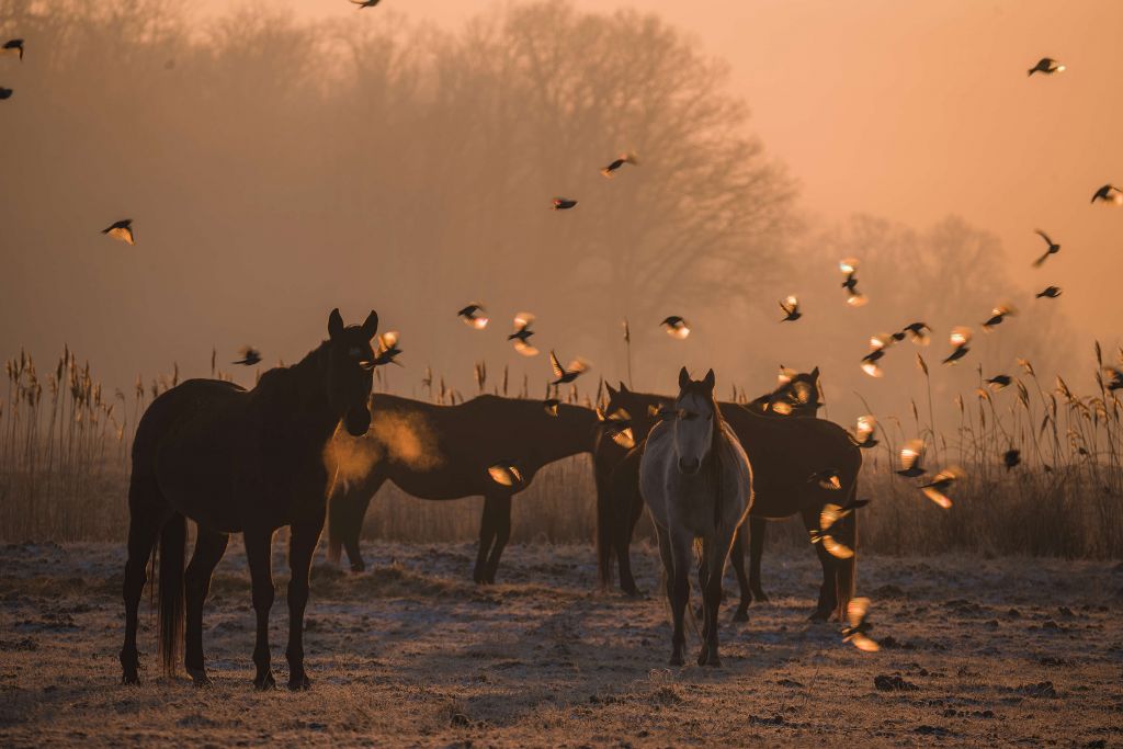 Wild horses