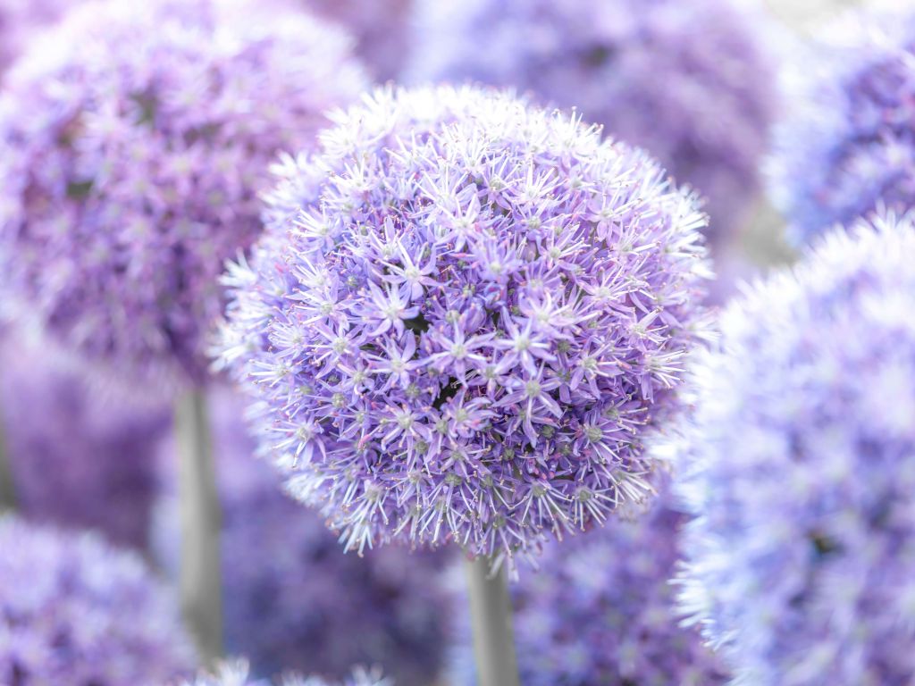 Purple Alliums