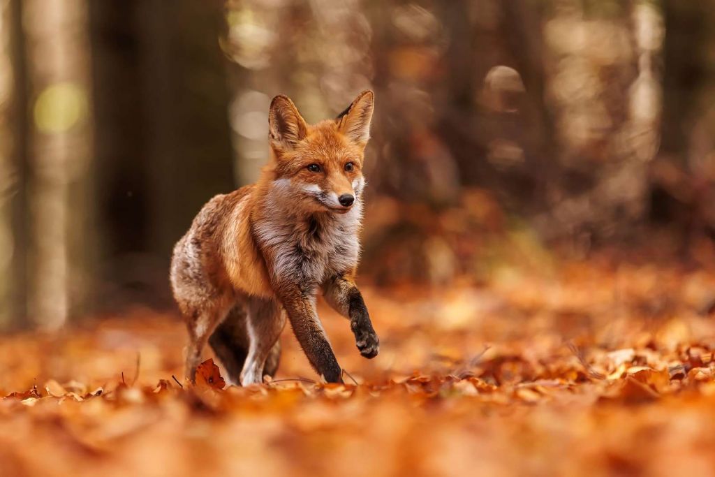 Herbstflug Füchse streicheln