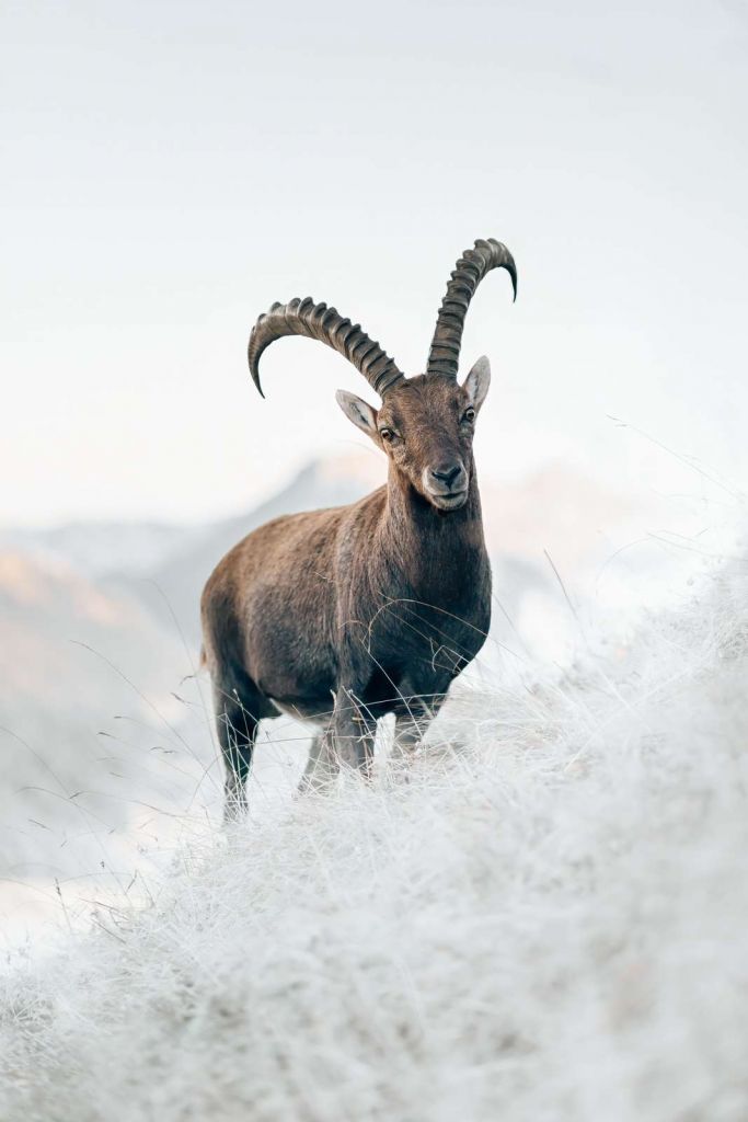 Alpensteinbock