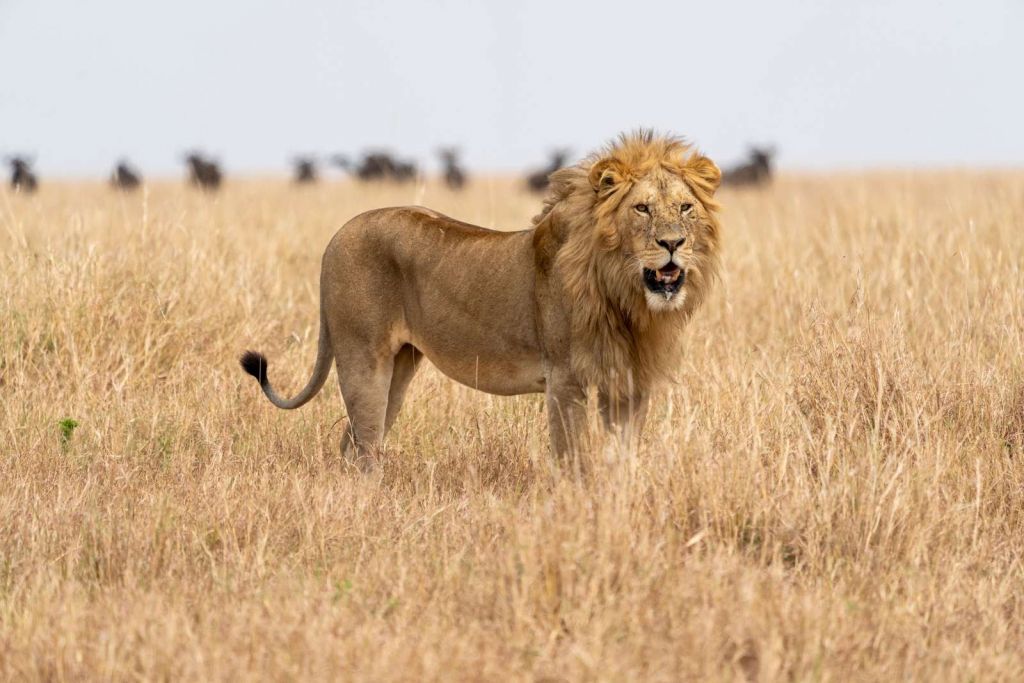 Königlicher Savannenbeherrscher